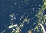 Fish in Fijord 55.jpg